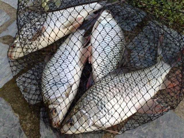 广州带“纹身”的鱼类—土鲮，钓友反馈：这种鱼简直是“蛮牛”