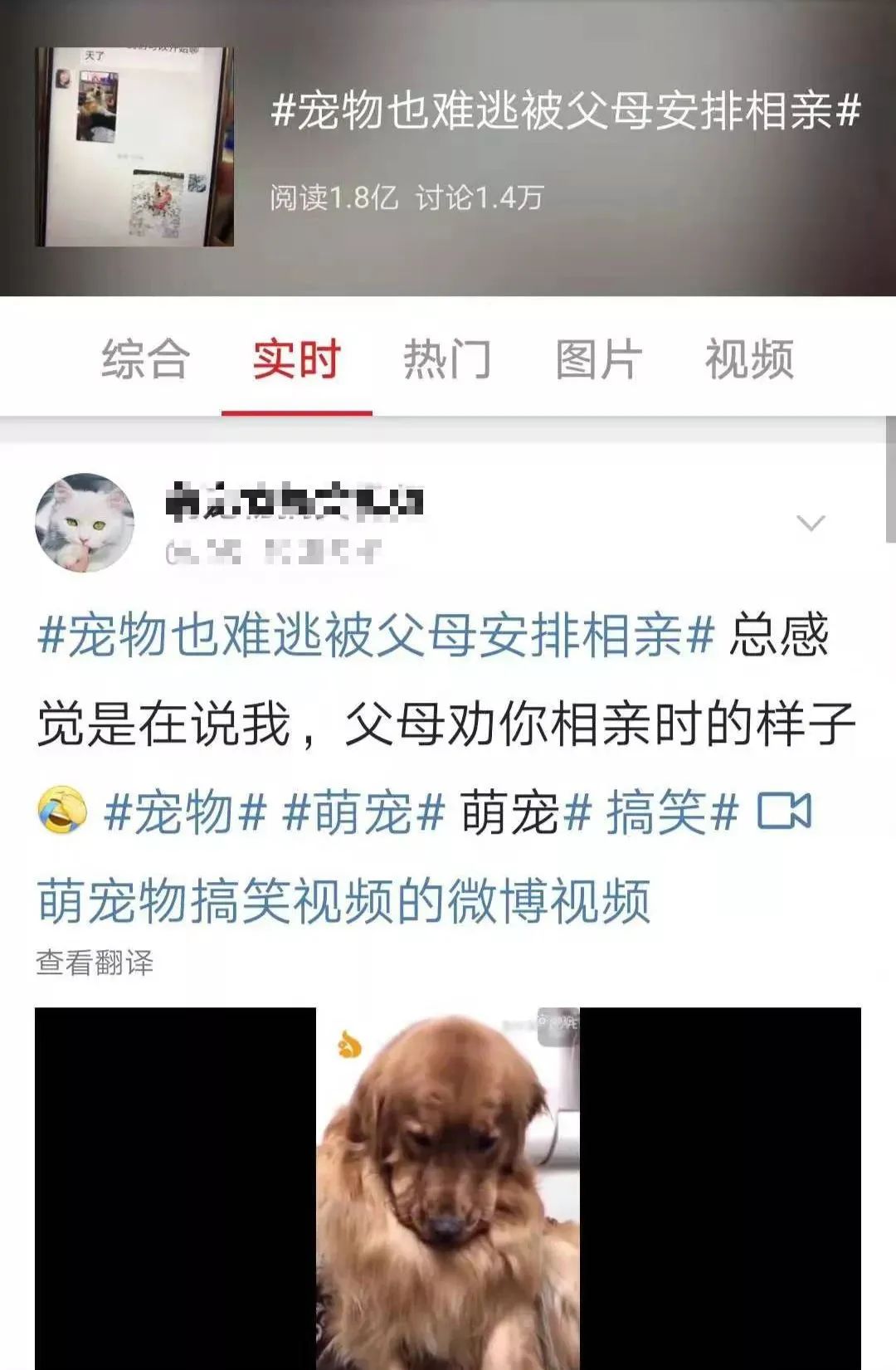 宠物相亲系“非法同居”，离“红火兴旺”还要多久？