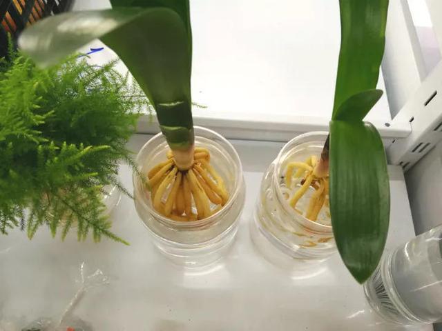 水培郁金香花期过后怎么处理叶子,4种花适合新手养漂亮好养