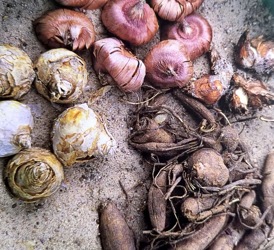 你还知道哪些植物过冬的方法,做好充足准备的好处