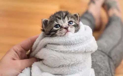 猫咪生病不爱喝水的妙招,生病后的猫咪不用控制食量可以吗