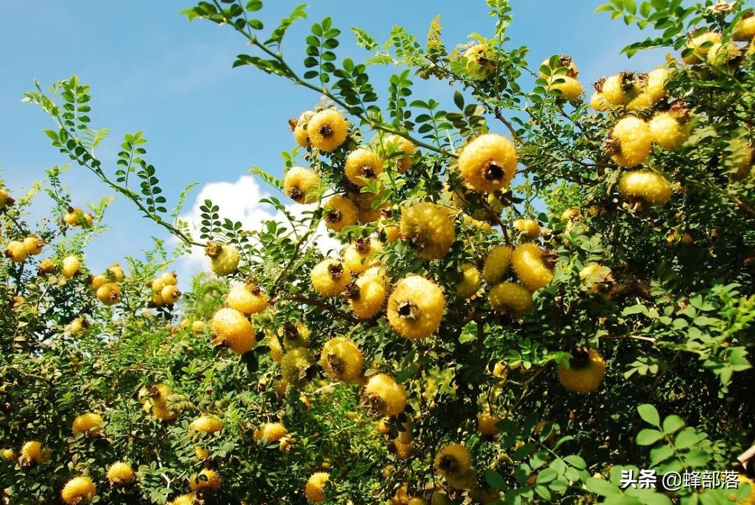 刺梨是贵州独有吗,贵州刺梨怎么去买