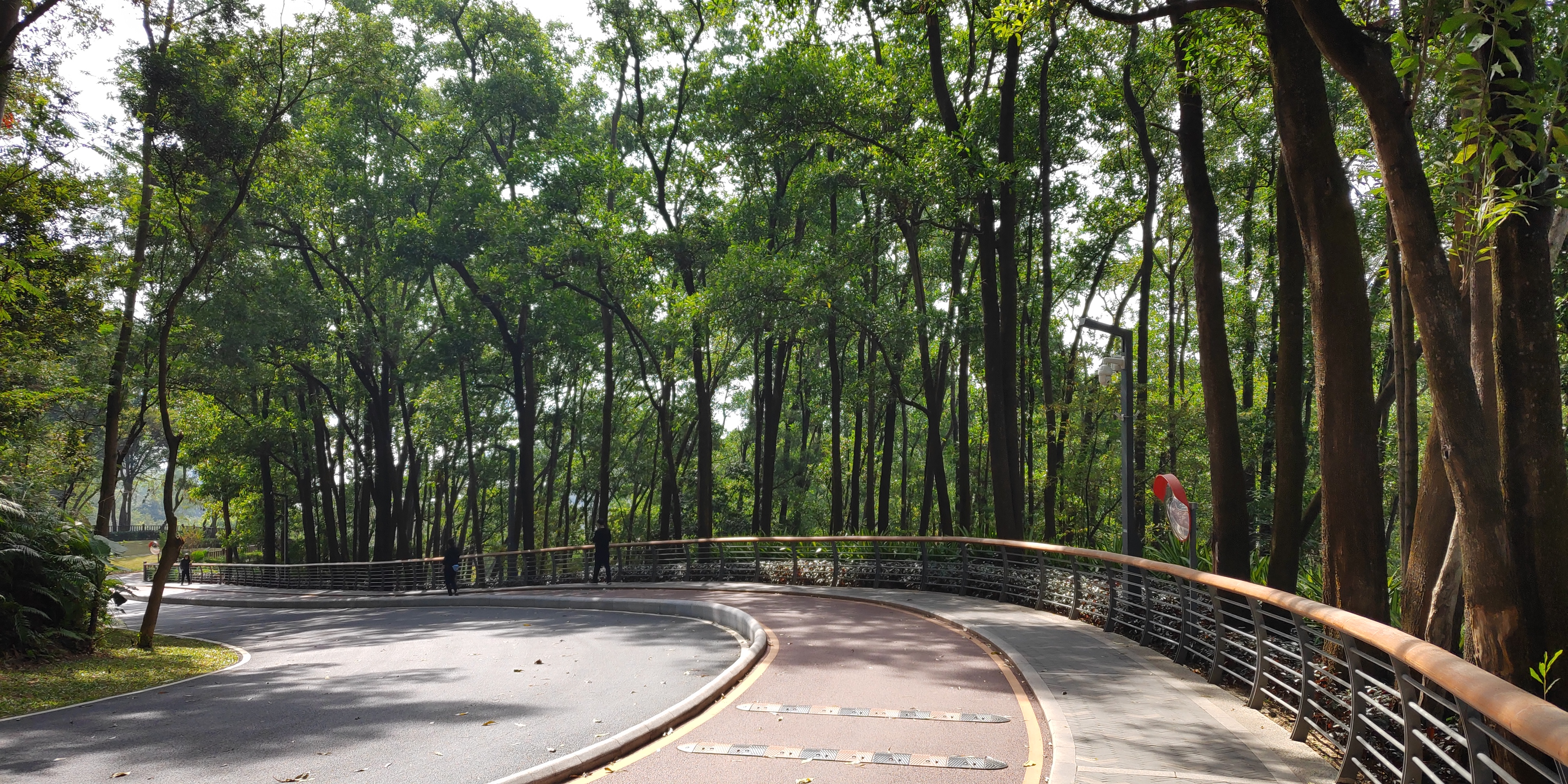 深圳罗湖绿道淘金山绿道攻略,深圳梧桐山绿道徒步攻略