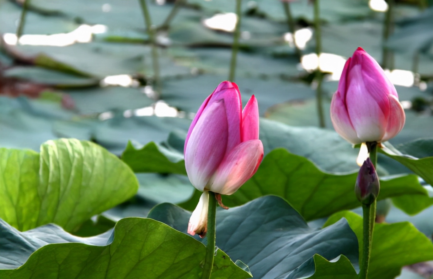 出淤泥而不染濯清涟而不妖歌曲,出淤泥而不染濯清涟而不妖意思