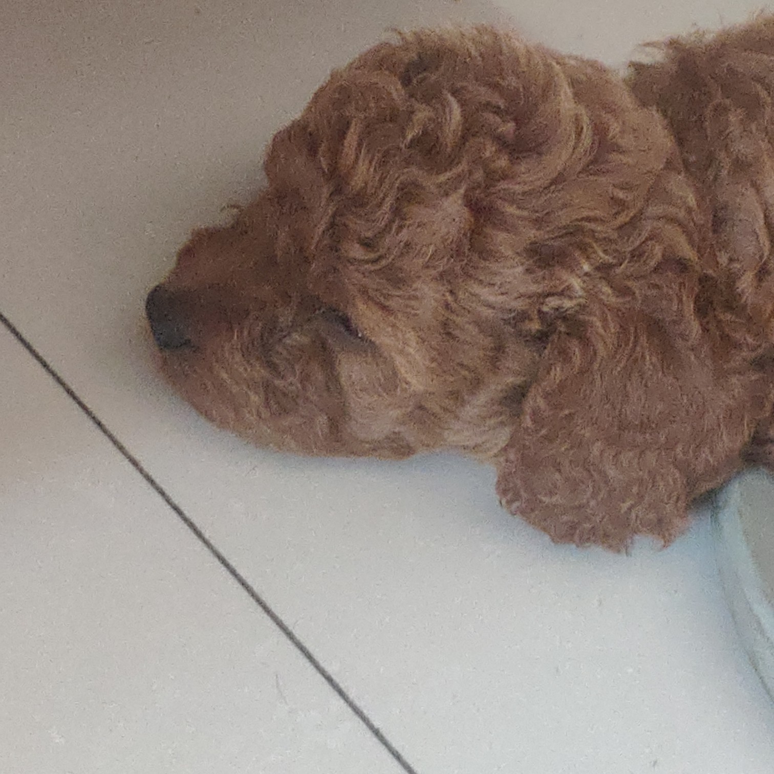 小泰迪总喜欢站着怎么办,小泰迪被冷落的表现