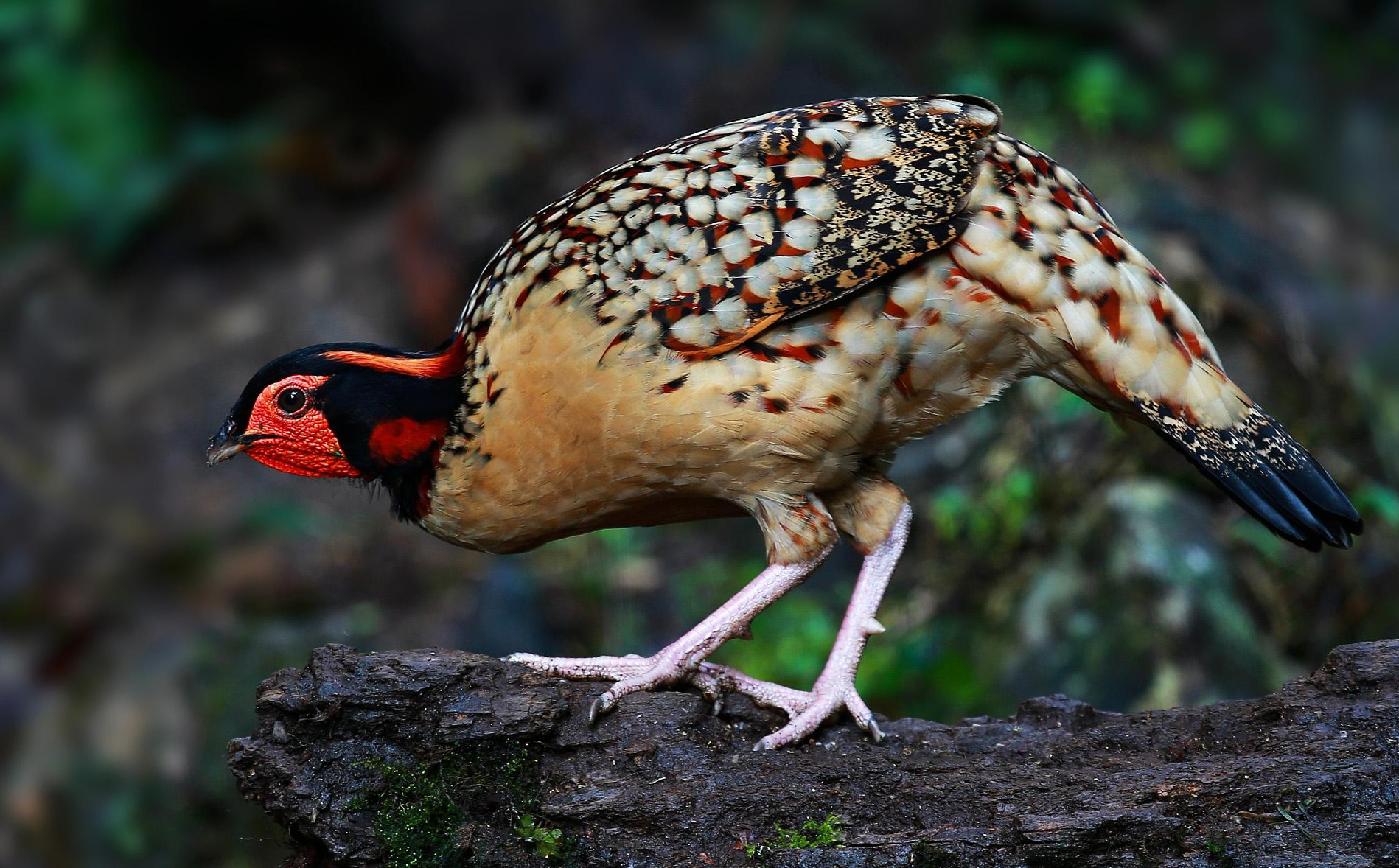 东江揽胜,惠州淡水常见鸟类图谱