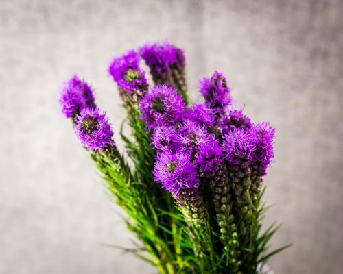 鲜花插花技巧专业术语,插花常见鲜花名称大全