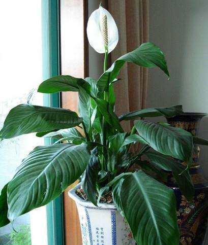 如何让白鹤芋开花,白鹤芋开花施肥