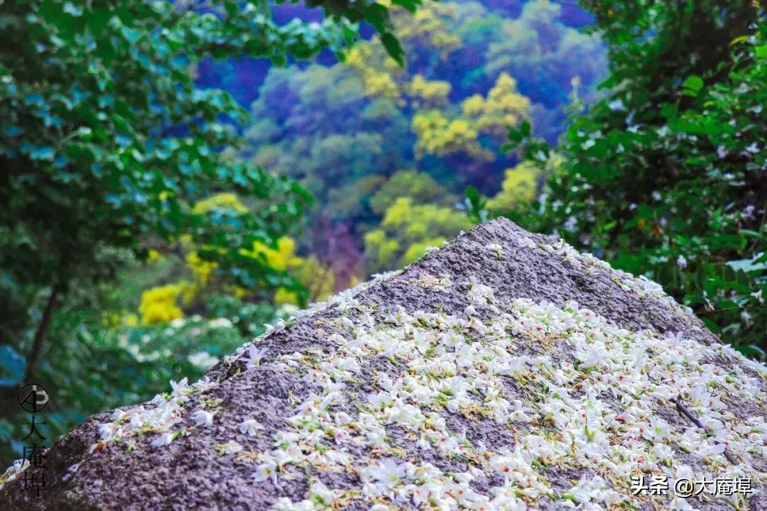 潮汕赏花一日游最佳去处,潮汕五一小众旅游推荐