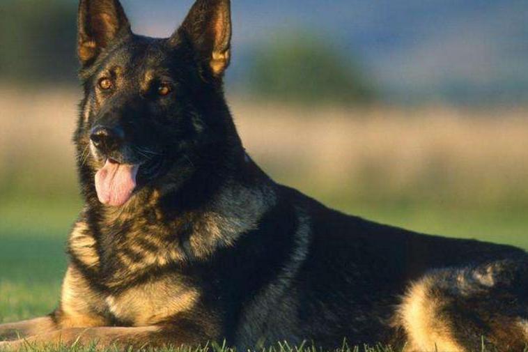 加纳利犬十大猛犬,加纳利犬真的是杀人犬吗