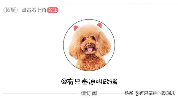 寻找完美沙发！爷带爱犬到家具店一一试躺狗狗：这我买惹