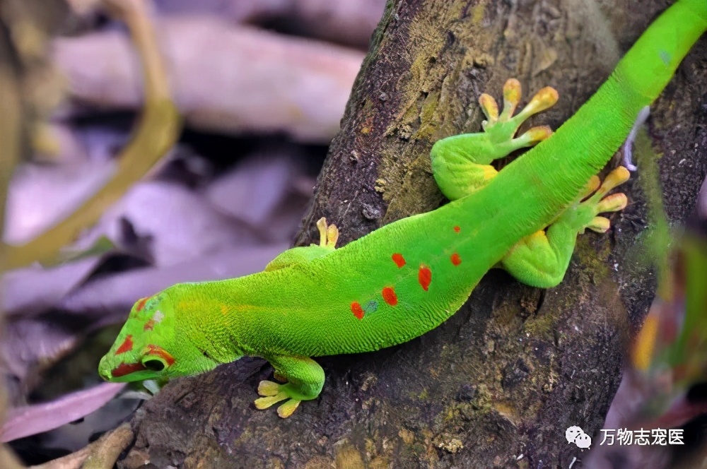 新宠到家,新宠到家注意事项