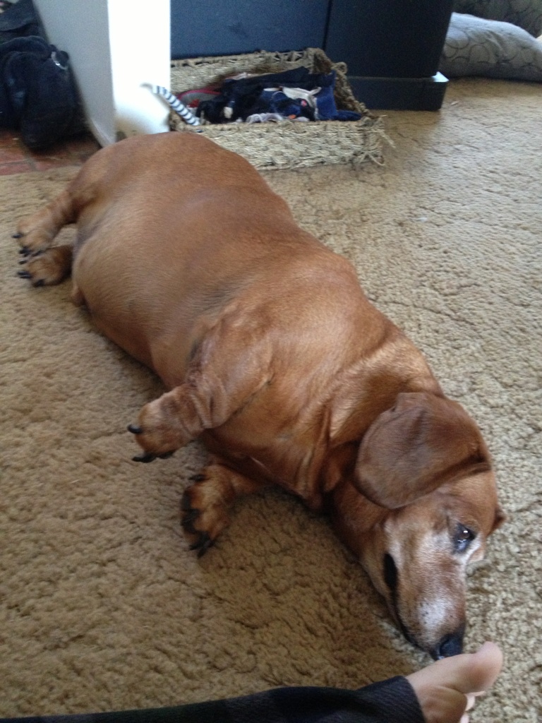 狗狗长胖的危害,狗狗长胖了怎么办