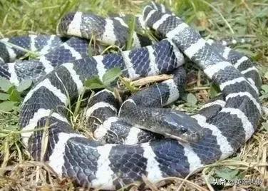 为什么金环蛇没有银环蛇毒性大,金环蛇银环蛇哪种蛇毒性强