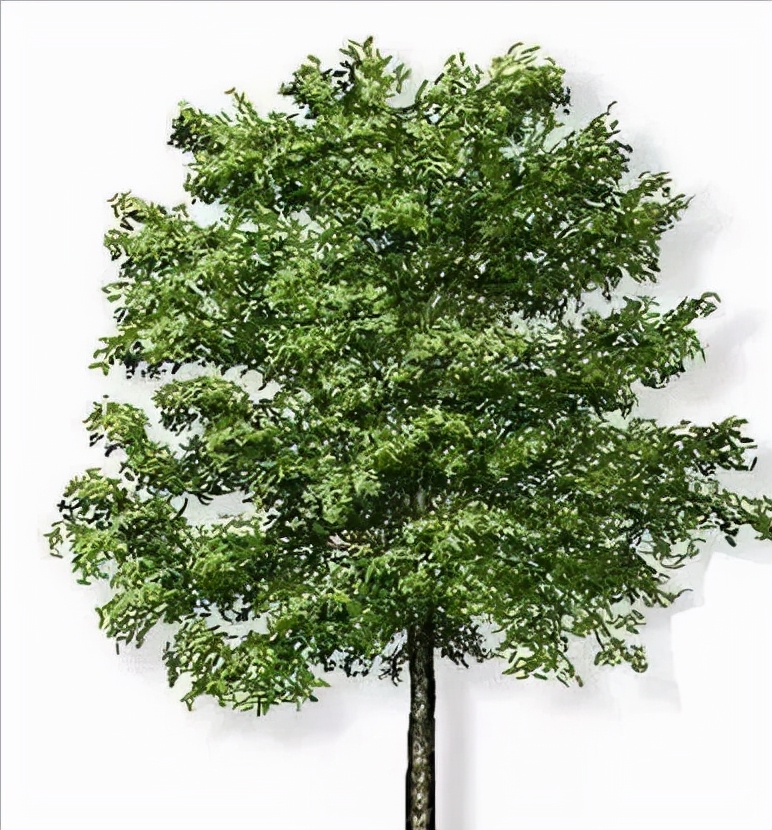 高博家具胡桃木,实木家具性价比最高的材料