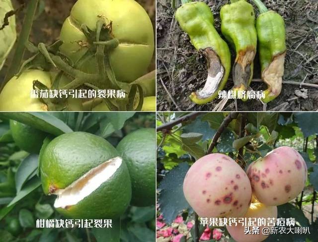 缺钙镁钾怎样补,缺钙缺镁缺铁吃什么好