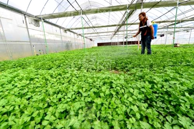 高温天气芹菜种子如何催芽,芹菜种子怎样催芽最快