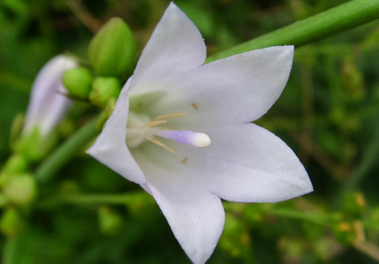 涓庢姊楄嵂鏁堢浉杩戠殑鑽潗,鏂伴矞妗旀鑽潗鍥剧墖鍏ㄥ浘