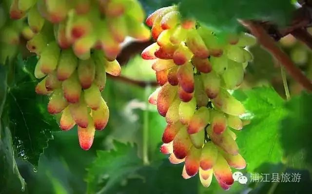 吐鲁番的葡萄熟了的景色,吐鲁番的葡萄熟了美丽的风景