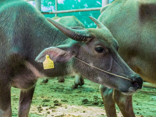 农村养牛最担心的是什么呢,为什么不建议种草养牛