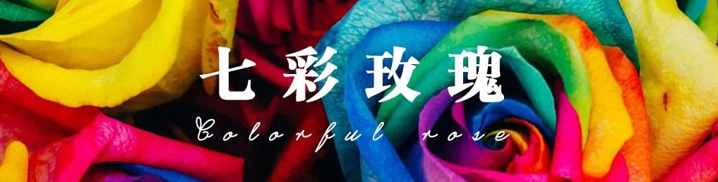 花店必备的5款玫瑰,鲜花图鉴一次性认识30种玫瑰花