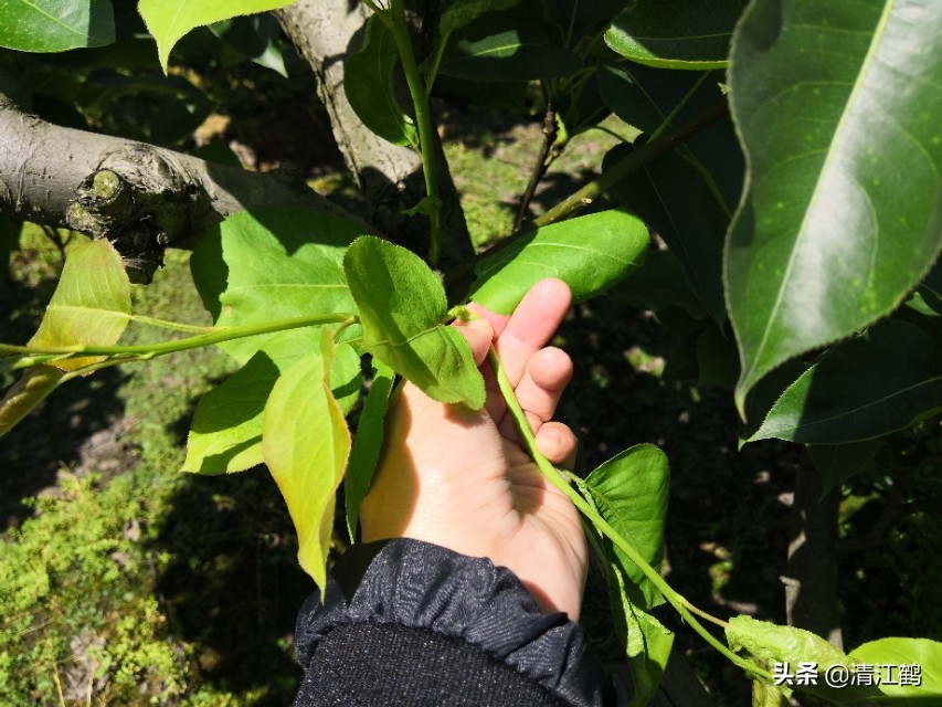 预防梨落果的方法,梨树防落果