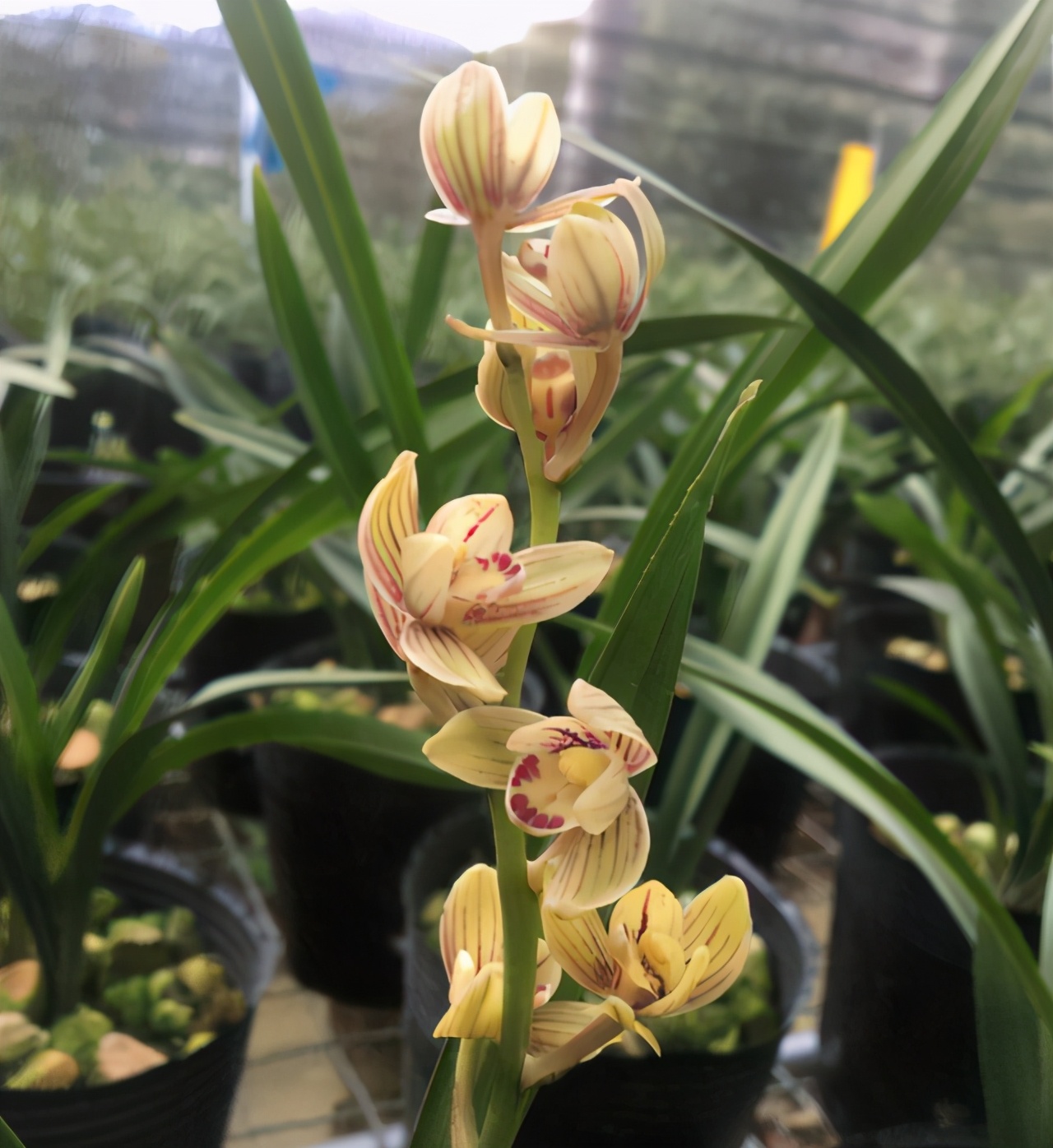 新手养莲瓣兰花,新手养兰选择什么品种的兰花好