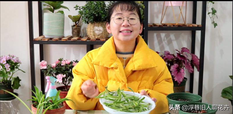 吊兰长的爆盆能直接全剪掉吗,吊兰怎么养才能长出小吊兰图片