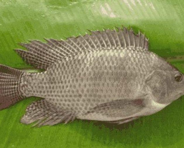 非洲又一物种入侵中国，连水泥都吃，这次连广东人都解决不了