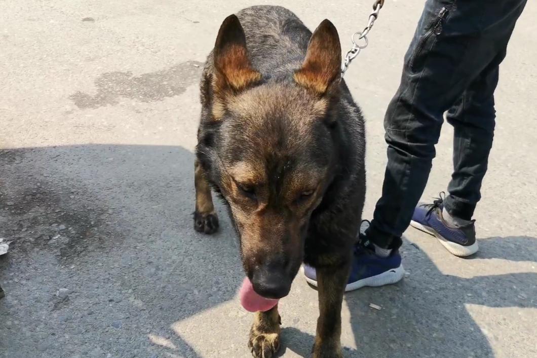 昆明犬和东德哪个更加凶猛,昆明犬与东德狼灰犬很像