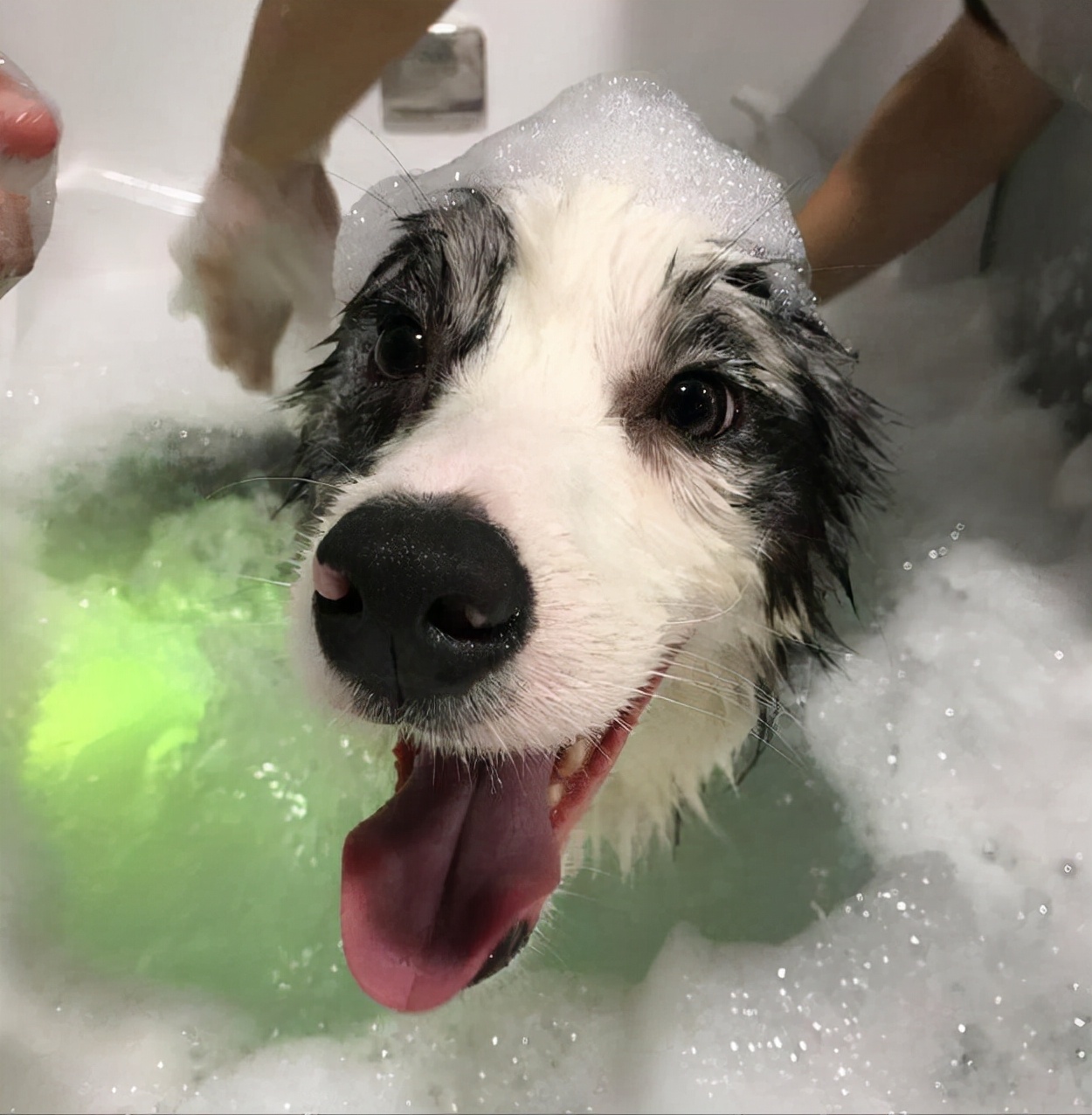 边牧毛发干枯怎么办啊,小边牧的毛发干枯吃打虫药可以吗