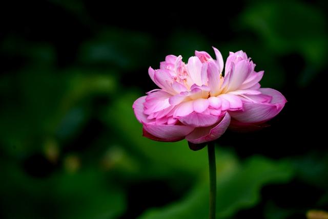 最美的荷花诗句,一起赏荷花的诗词歌赋