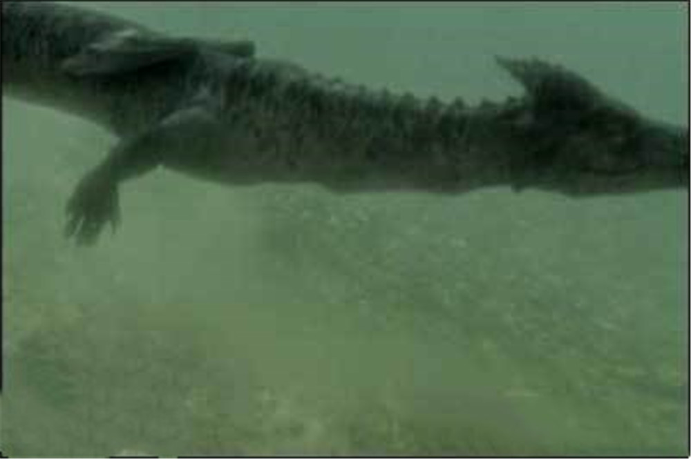 青海湖水怪最新报道,青海湖里湖怪是何物