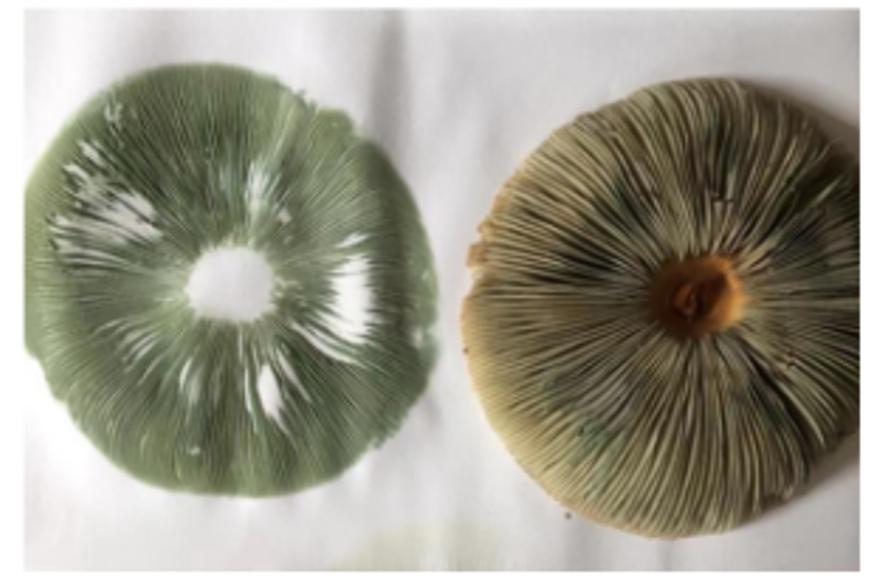 踏青摘野菜去处,野蘑菇旅游攻略