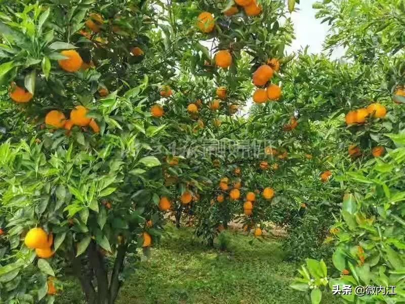 花果同树柑橘有哪些品种,重庆晚熟血橙