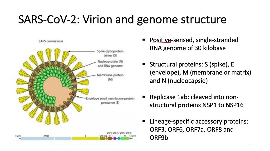 金冬雁教授对此次新冠的讲解,金冬雁新冠