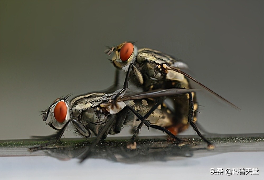 螺旋锥蝇事件,螺旋锥蝇省考题目