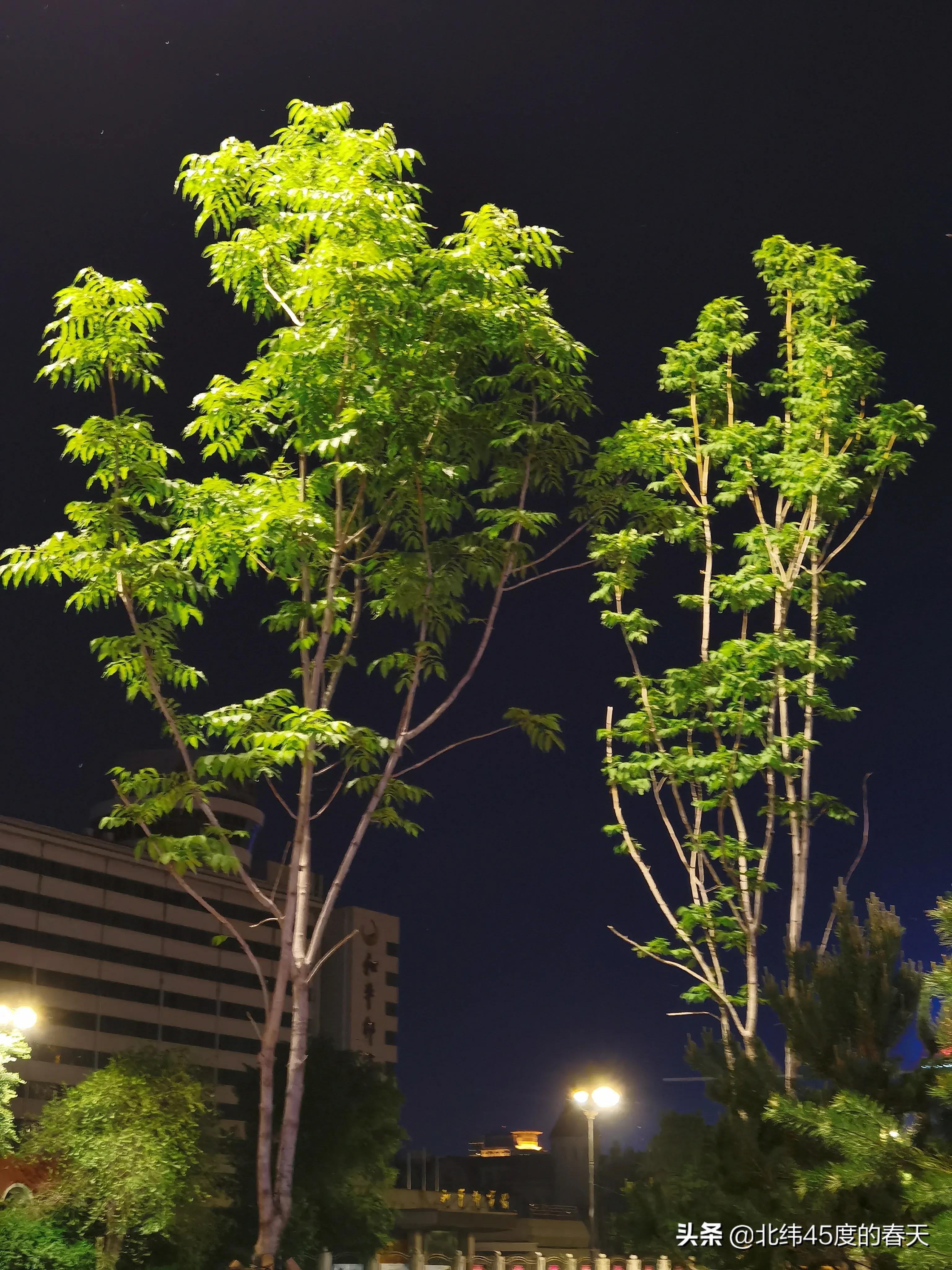 小树林手机拍摄技巧,夜间拍摄植物视频技巧
