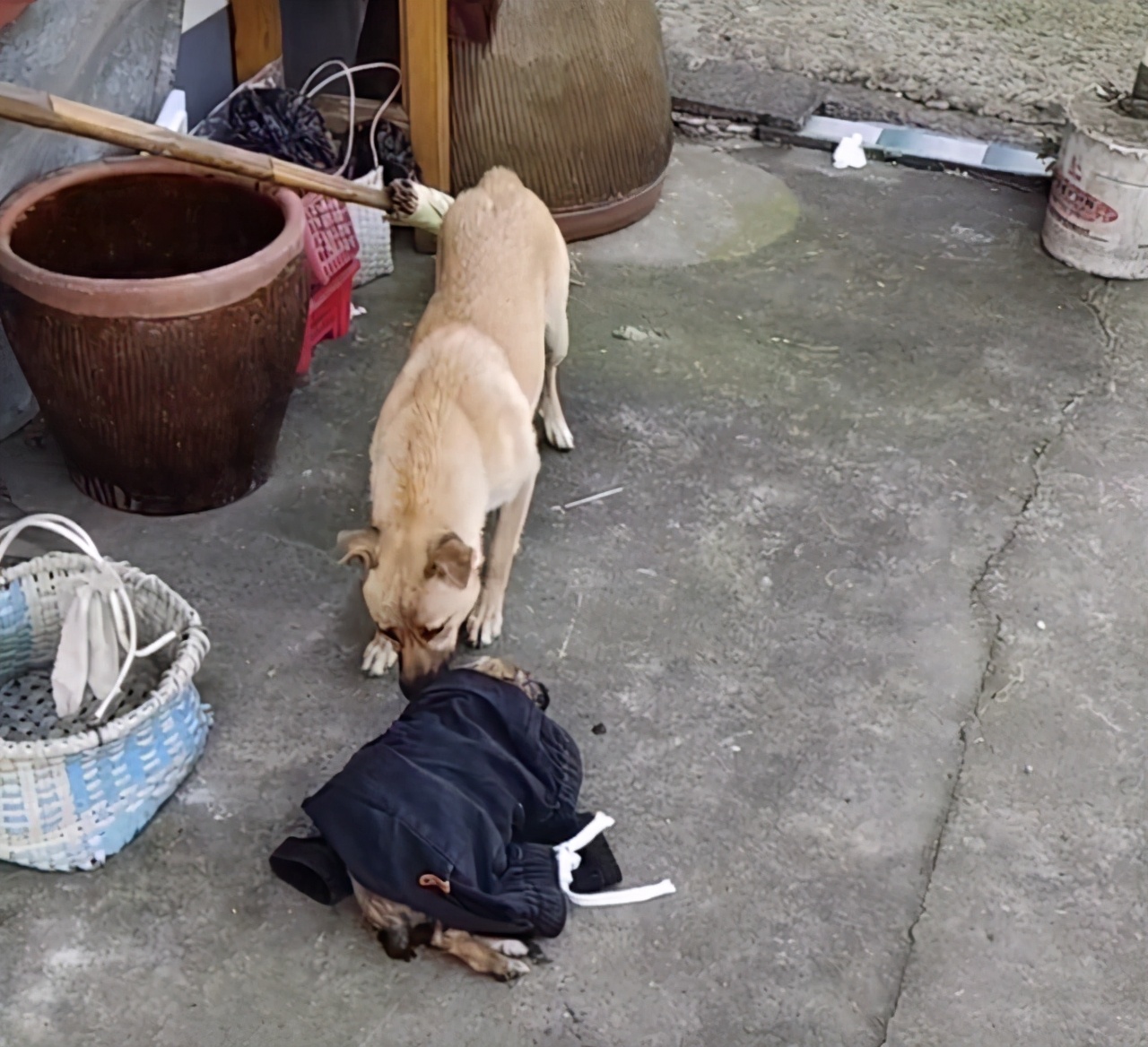 好心人救助落水狗有爱心,好心人救出几只被困小狗