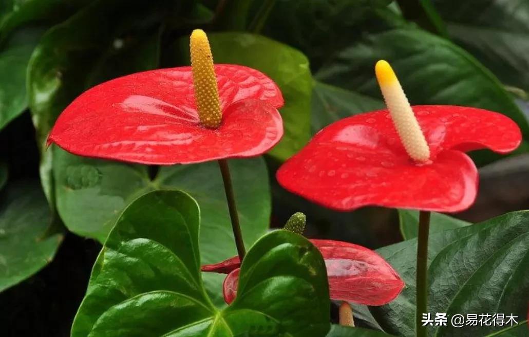 四季开花香味浓的观花植物,观叶型花卉有哪些花可以吃