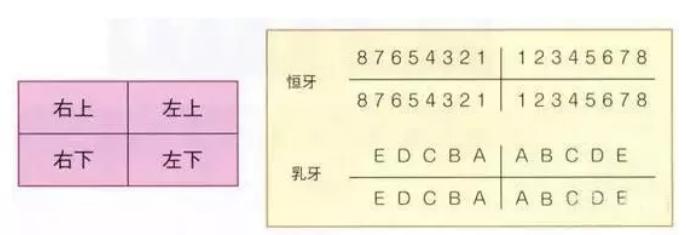 狗狗牙齿构造图解,骡子牙齿构造图
