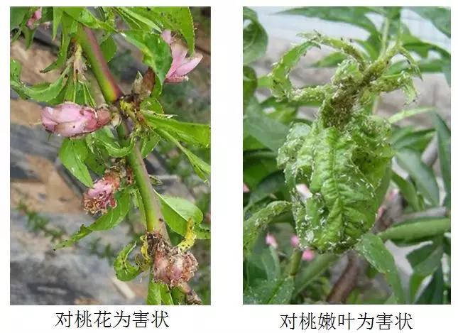 桃树坐果后怎样防治虫害,桃树露红期蚜虫防治