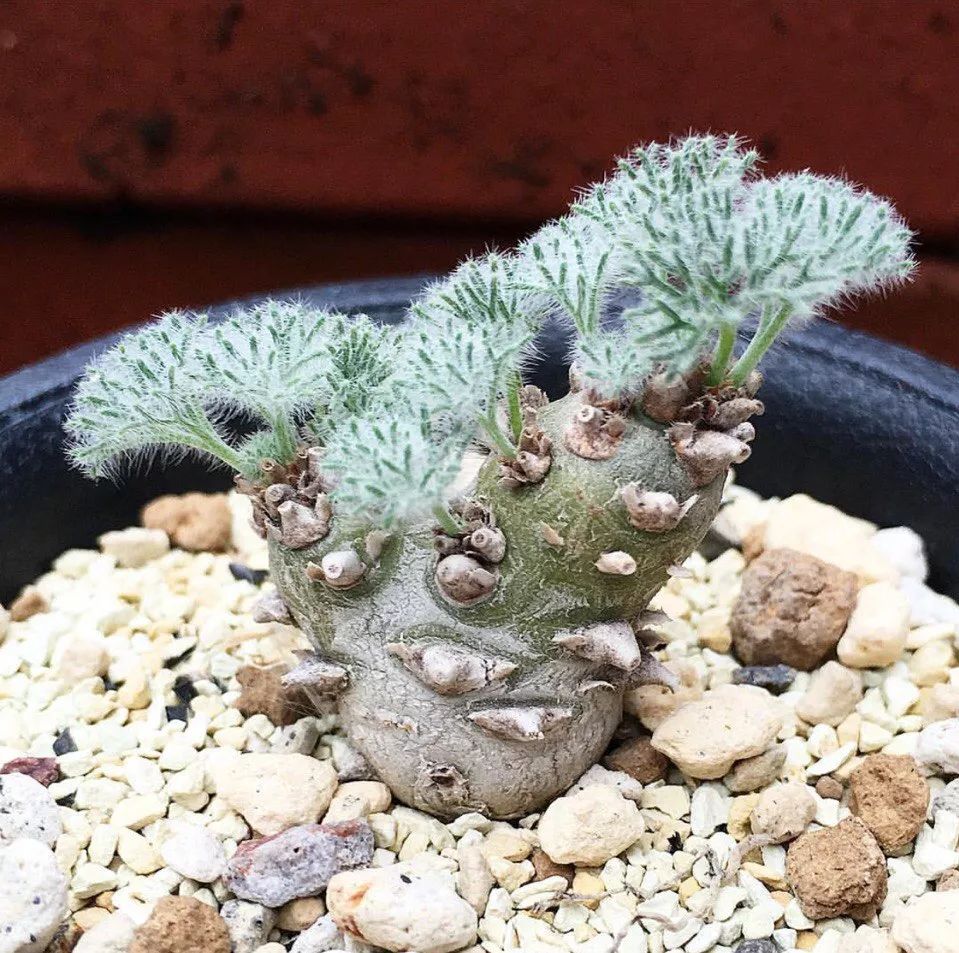 世界上最昂贵的花一朵价值1500万,世界上最高贵的花典雅图文