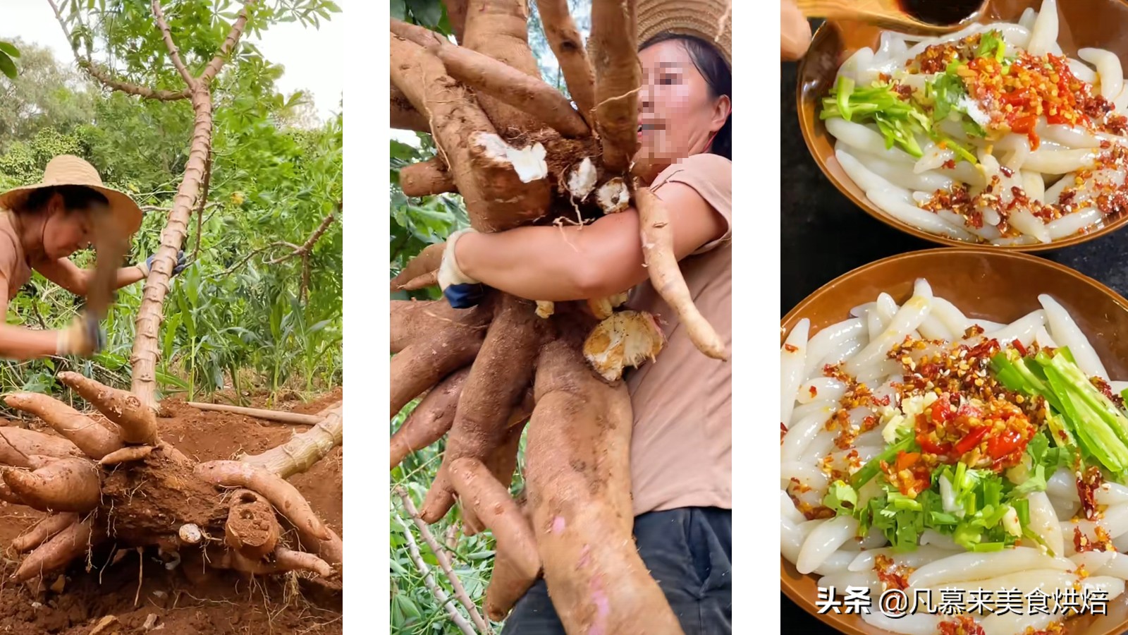 砍回养活了全球6亿人的木薯，做成一道快失传的美食“木薯粉虫”