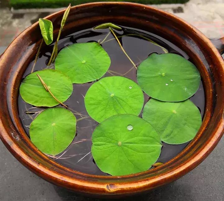 五月份被公认阳台最好养的10种花,喜阴耐旱适合室内养的50种花