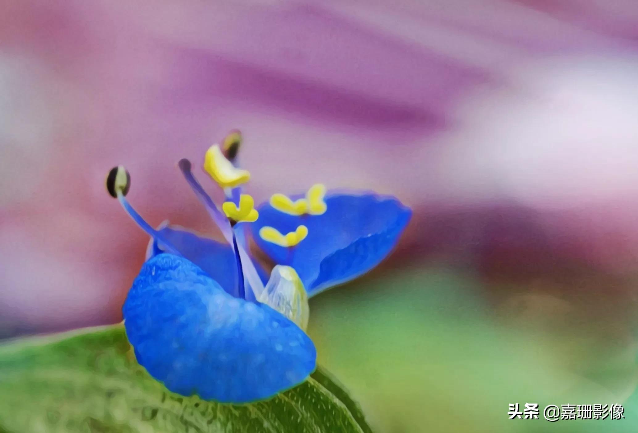 看看花容，听听花语2020年我镜头里的百种花卉