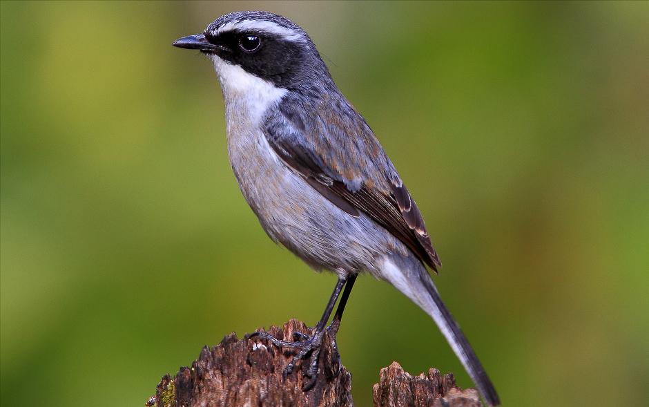 广东常见鸟类图谱和名称图文,东江揽胜鸟类