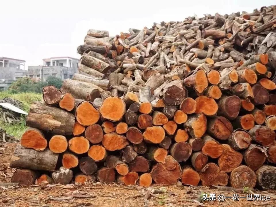 它是初夏“水果之王”，却不知它树身名贵，广东人常用它烧鹅