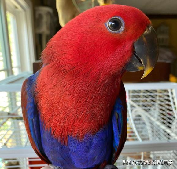 国外鹦鹉品种大全,国外鹦鹉宠物店各种品种