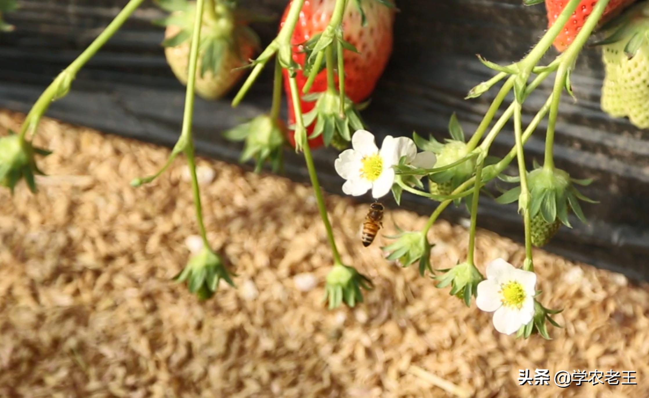 天气很好蜜蜂不出去采蜜怎么回事,怎样能让蜜蜂授粉